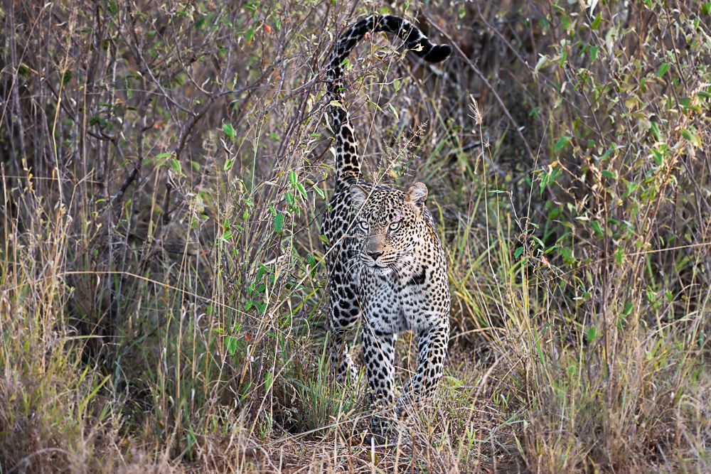 В поисках Багиры... то есть черного леопарда Гизы (5 дневное сафари в Лайкипии, Кения)
