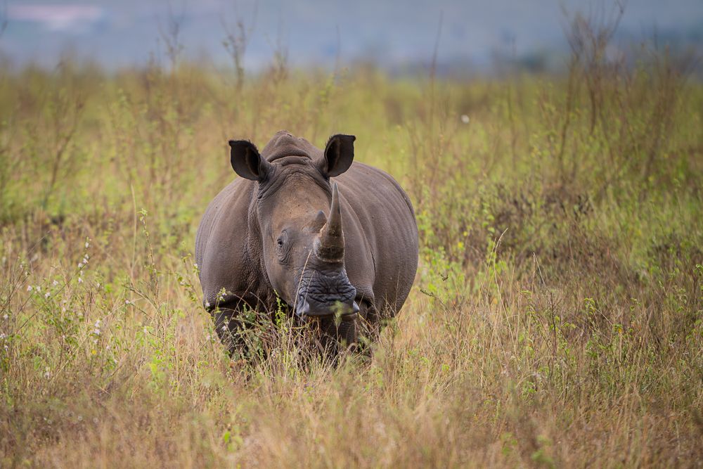 В поисках Багиры... то есть черного леопарда Гизы (5 дневное сафари в Лайкипии, Кения)