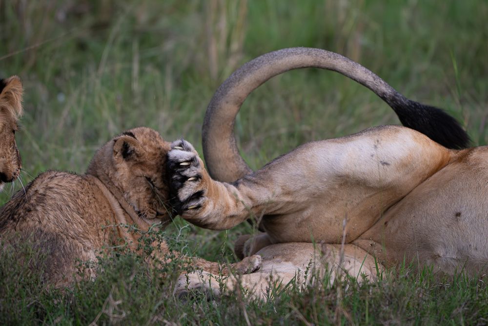 О всех созданиях больших и малых (с) 10 дней сафари в Масаи Мара (резерв и частные заповедники) О всех созданиях больших и малых (с) 10 дней сафари в Масаи Мара (резерв и частные заповедники)