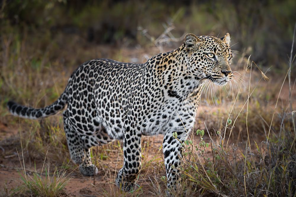В поисках Багиры... то есть черного леопарда Гизы (5 дневное сафари в Лайкипии, Кения)