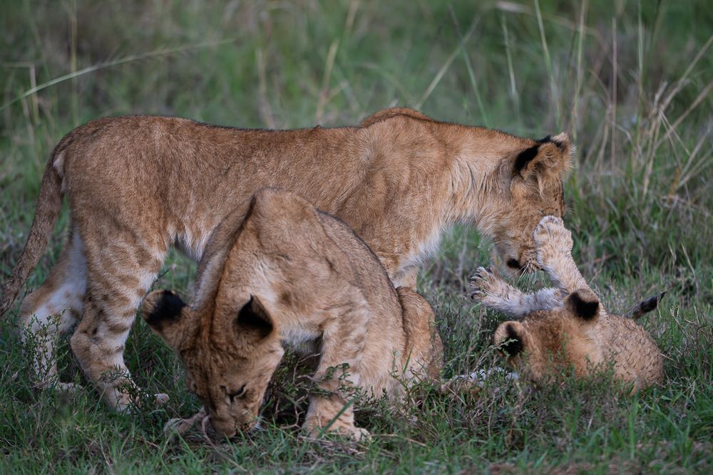 О всех созданиях больших и малых (с) 10 дней сафари в Масаи Мара (резерв и частные заповедники) О всех созданиях больших и малых (с) 10 дней сафари в Масаи Мара (резерв и частные заповедники)