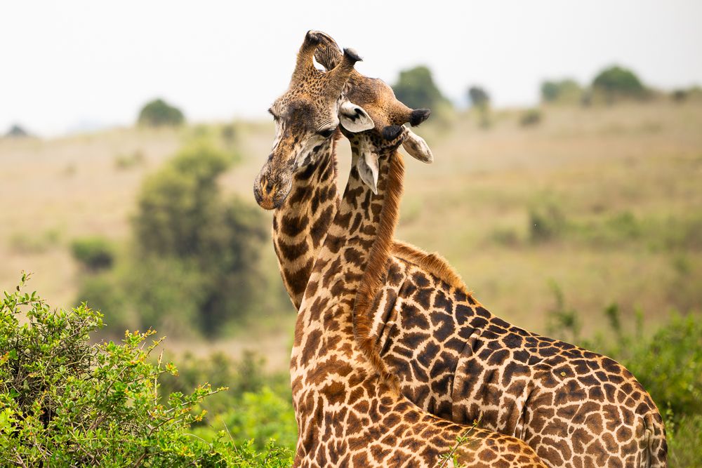 В поисках Багиры... то есть черного леопарда Гизы (5 дневное сафари в Лайкипии, Кения)