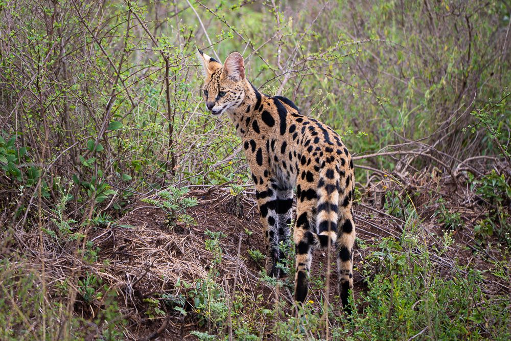 В поисках Багиры... то есть черного леопарда Гизы (5 дневное сафари в Лайкипии, Кения)