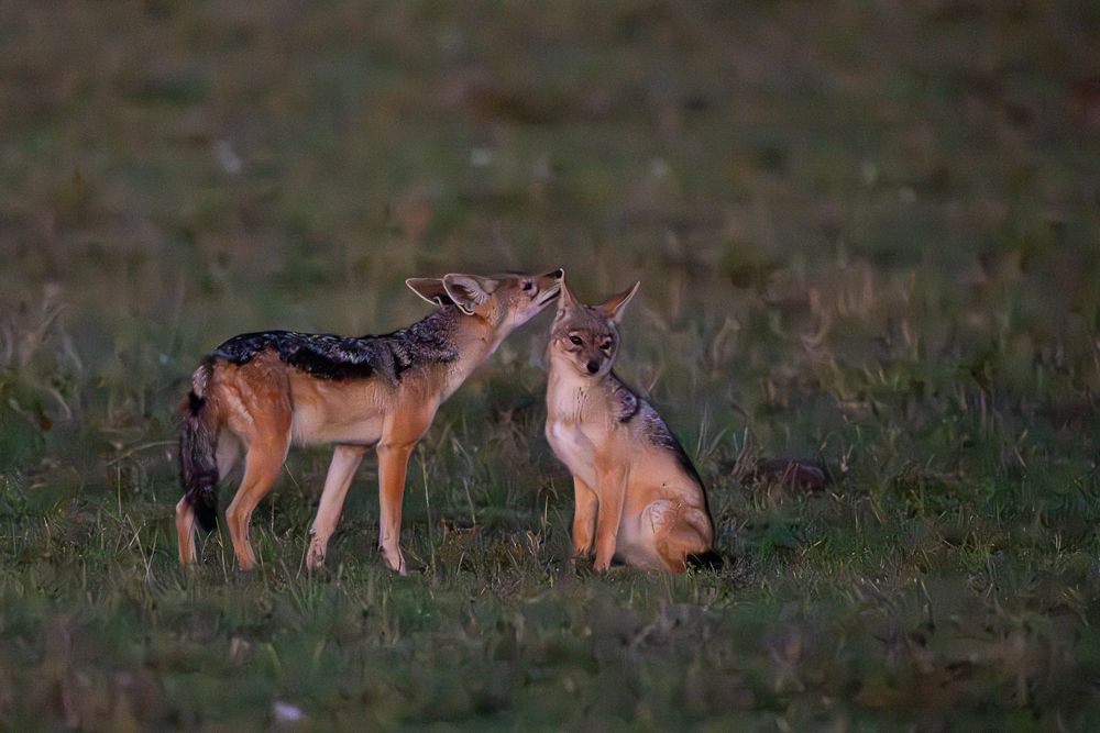 О всех созданиях больших и малых (с) 10 дней сафари в Масаи Мара (резерв и частные заповедники) О всех созданиях больших и малых (с) 10 дней сафари в Масаи Мара (резерв и частные заповедники)