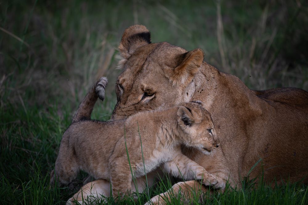 О всех созданиях больших и малых (с) 10 дней сафари в Масаи Мара (резерв и частные заповедники) О всех созданиях больших и малых (с) 10 дней сафари в Масаи Мара (резерв и частные заповедники)
