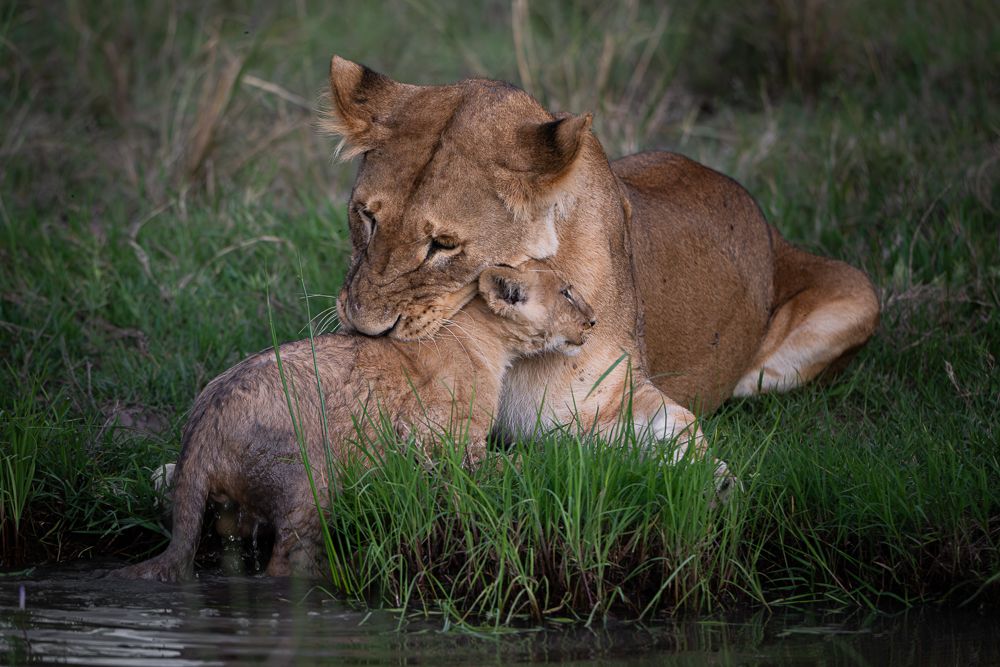 О всех созданиях больших и малых (с) 10 дней сафари в Масаи Мара (резерв и частные заповедники) О всех созданиях больших и малых (с) 10 дней сафари в Масаи Мара (резерв и частные заповедники)