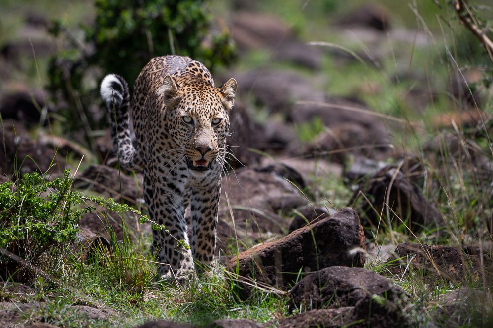 О всех созданиях больших и малых (с) 10 дней сафари в Масаи Мара (резерв и частные заповедники)