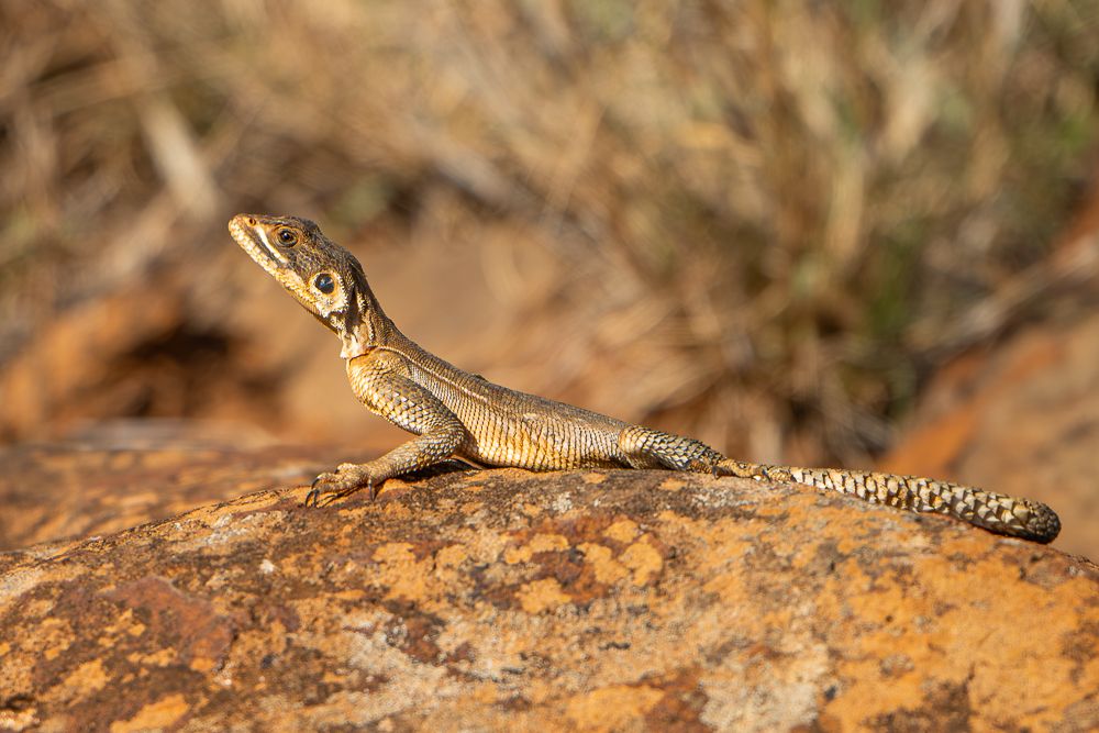 В поисках Багиры... то есть черного леопарда Гизы (5 дневное сафари в Лайкипии, Кения)