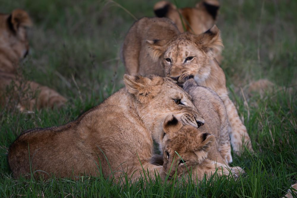 О всех созданиях больших и малых (с) 10 дней сафари в Масаи Мара (резерв и частные заповедники) О всех созданиях больших и малых (с) 10 дней сафари в Масаи Мара (резерв и частные заповедники)