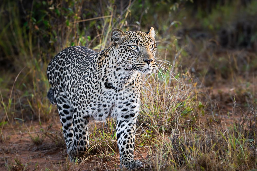 В поисках Багиры... то есть черного леопарда Гизы (5 дневное сафари в Лайкипии, Кения)