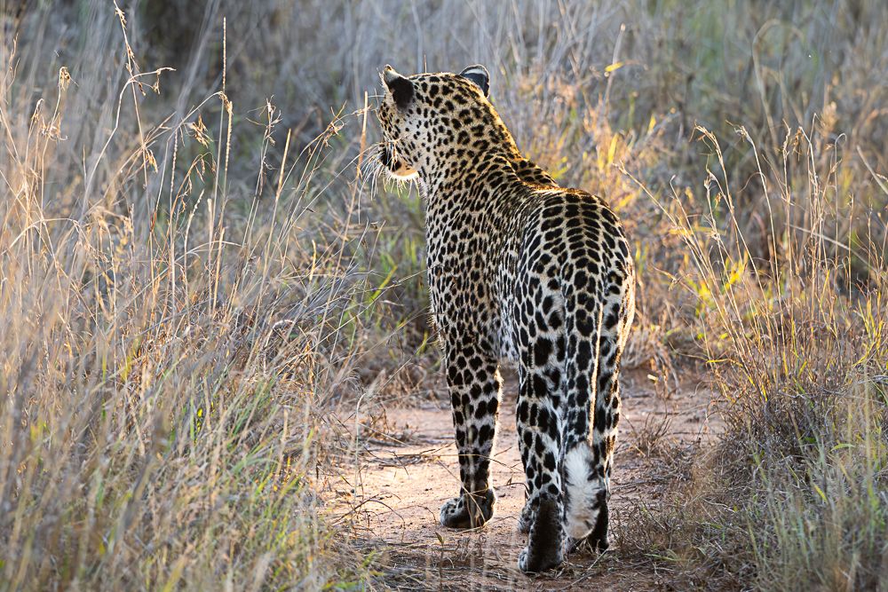 В поисках Багиры... то есть черного леопарда Гизы (5 дневное сафари в Лайкипии, Кения)