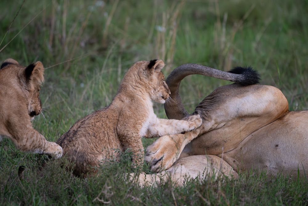 О всех созданиях больших и малых (с) 10 дней сафари в Масаи Мара (резерв и частные заповедники)
