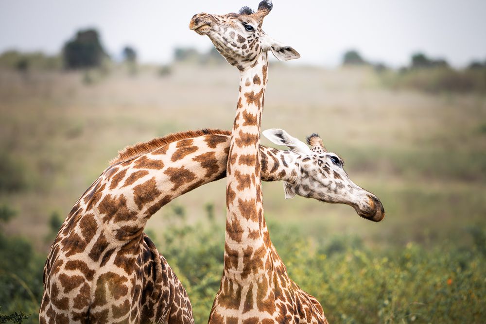 В поисках Багиры... то есть черного леопарда Гизы (5 дневное сафари в Лайкипии, Кения)