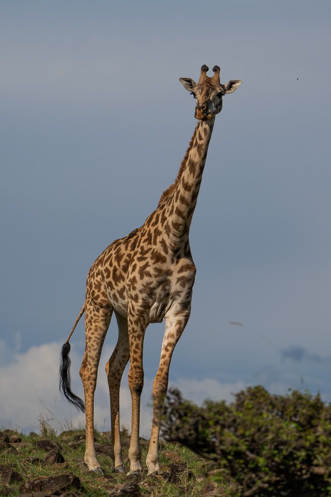 О всех созданиях (с) 10 дней в Масаи Мара (резерв и частные заповедники)