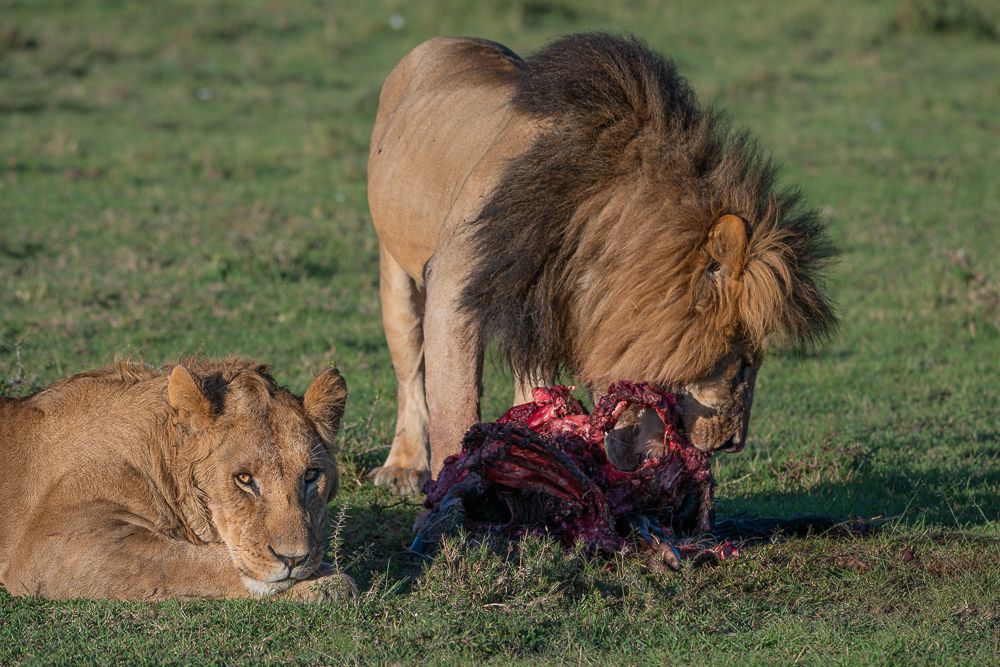 О всех созданиях больших и малых (с) 10 дней сафари в Масаи Мара (резерв и частные заповедники) О всех созданиях больших и малых (с) 10 дней сафари в Масаи Мара (резерв и частные заповедники)