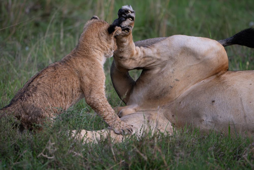 О всех созданиях больших и малых (с) 10 дней сафари в Масаи Мара (резерв и частные заповедники) О всех созданиях больших и малых (с) 10 дней сафари в Масаи Мара (резерв и частные заповедники)