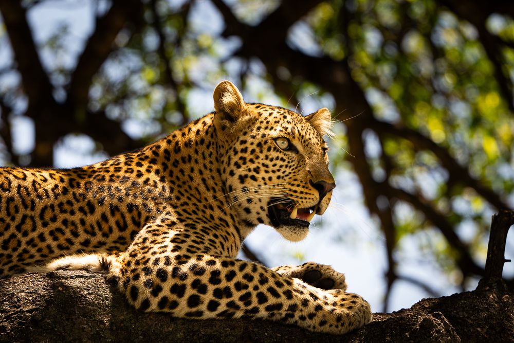 О всех созданиях больших и малых (с) 10 дней сафари в Масаи Мара (резерв и частные заповедники) О всех созданиях больших и малых (с) 10 дней сафари в Масаи Мара (резерв и частные заповедники)