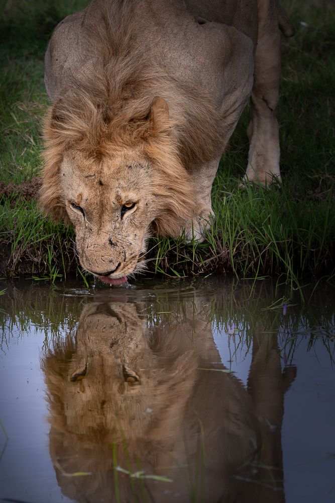 О всех созданиях больших и малых (с) 10 дней сафари в Масаи Мара (резерв и частные заповедники) О всех созданиях больших и малых (с) 10 дней сафари в Масаи Мара (резерв и частные заповедники)
