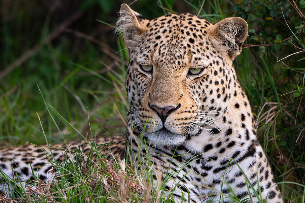 О всех созданиях (с) 10 дней в Масаи Мара (резерв и частные заповедники)