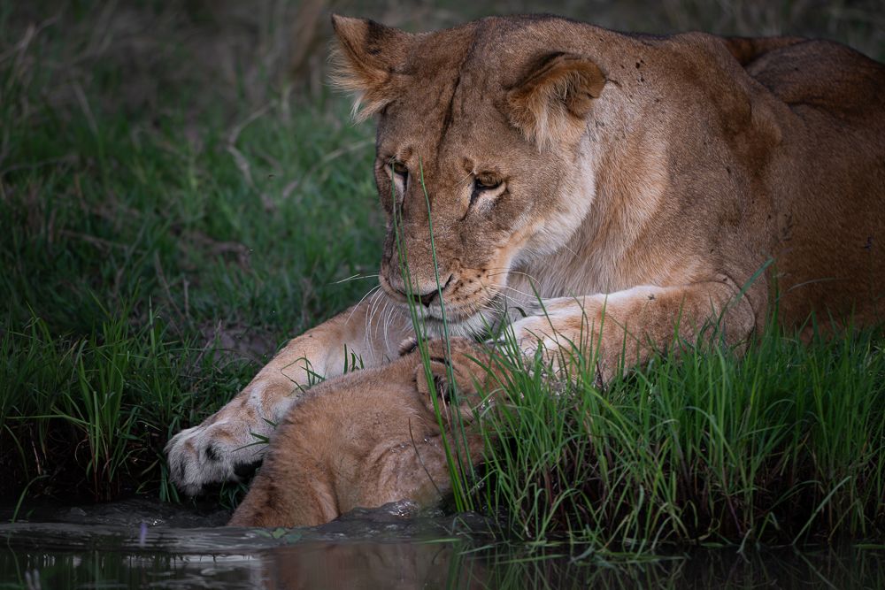 О всех созданиях больших и малых (с) 10 дней сафари в Масаи Мара (резерв и частные заповедники) О всех созданиях больших и малых (с) 10 дней сафари в Масаи Мара (резерв и частные заповедники)