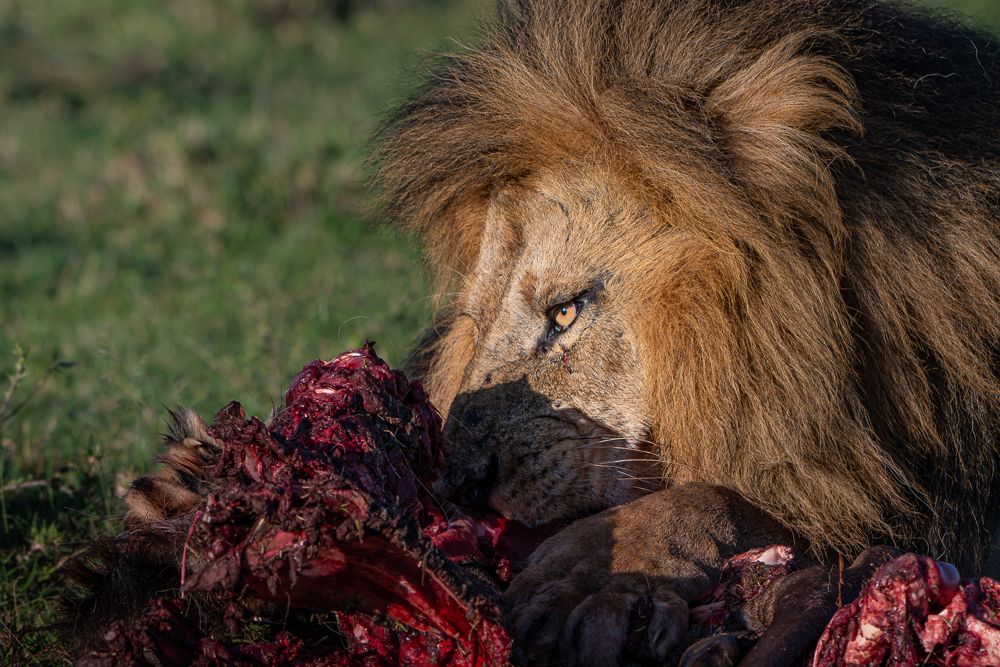 О всех созданиях больших и малых (с) 10 дней сафари в Масаи Мара (резерв и частные заповедники) О всех созданиях больших и малых (с) 10 дней сафари в Масаи Мара (резерв и частные заповедники)