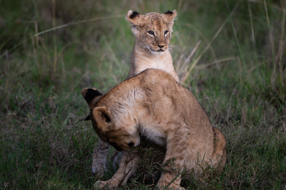 О всех созданиях больших и малых (с) 10 дней сафари в Масаи Мара (резерв и частные заповедники) О всех созданиях больших и малых (с) 10 дней сафари в Масаи Мара (резерв и частные заповедники)