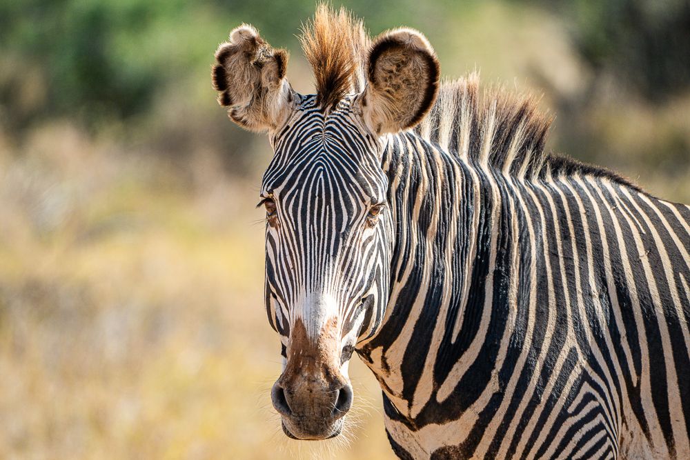В поисках Багиры... то есть черного леопарда Гизы (5 дневное сафари в Лайкипии, Кения)
