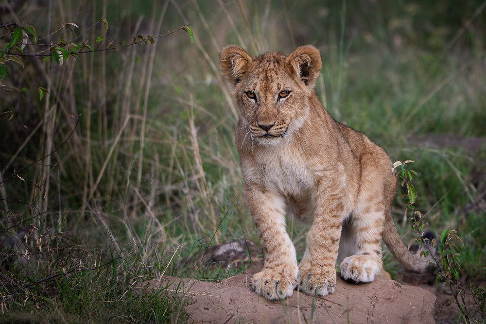 О всех созданиях больших и малых (с) 10 дней сафари в Масаи Мара (резерв и частные заповедники) О всех созданиях больших и малых (с) 10 дней сафари в Масаи Мара (резерв и частные заповедники)
