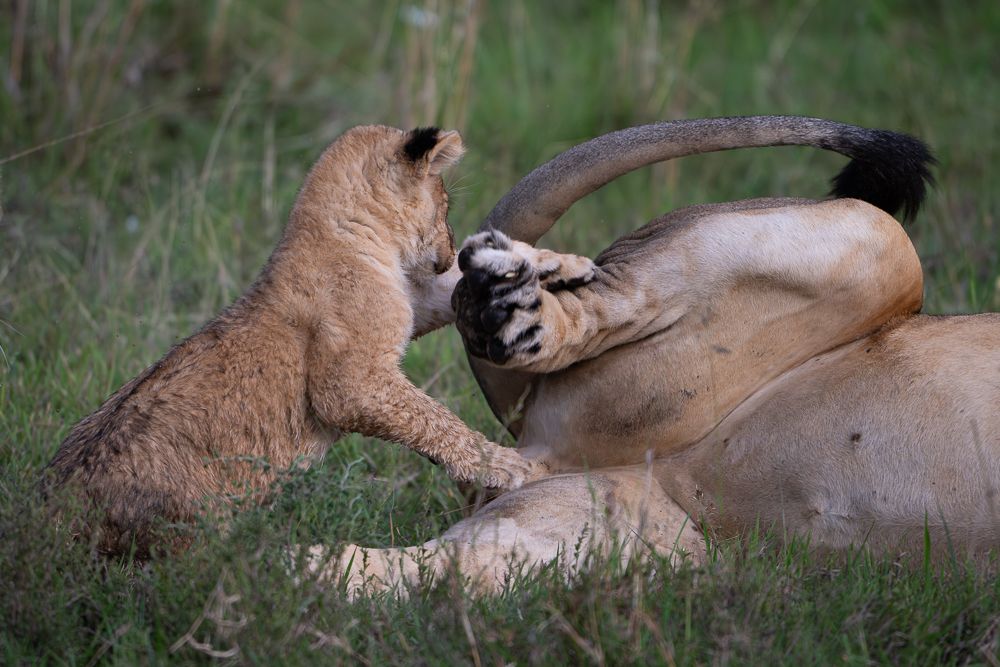О всех созданиях больших и малых (с) 10 дней сафари в Масаи Мара (резерв и частные заповедники) О всех созданиях больших и малых (с) 10 дней сафари в Масаи Мара (резерв и частные заповедники)