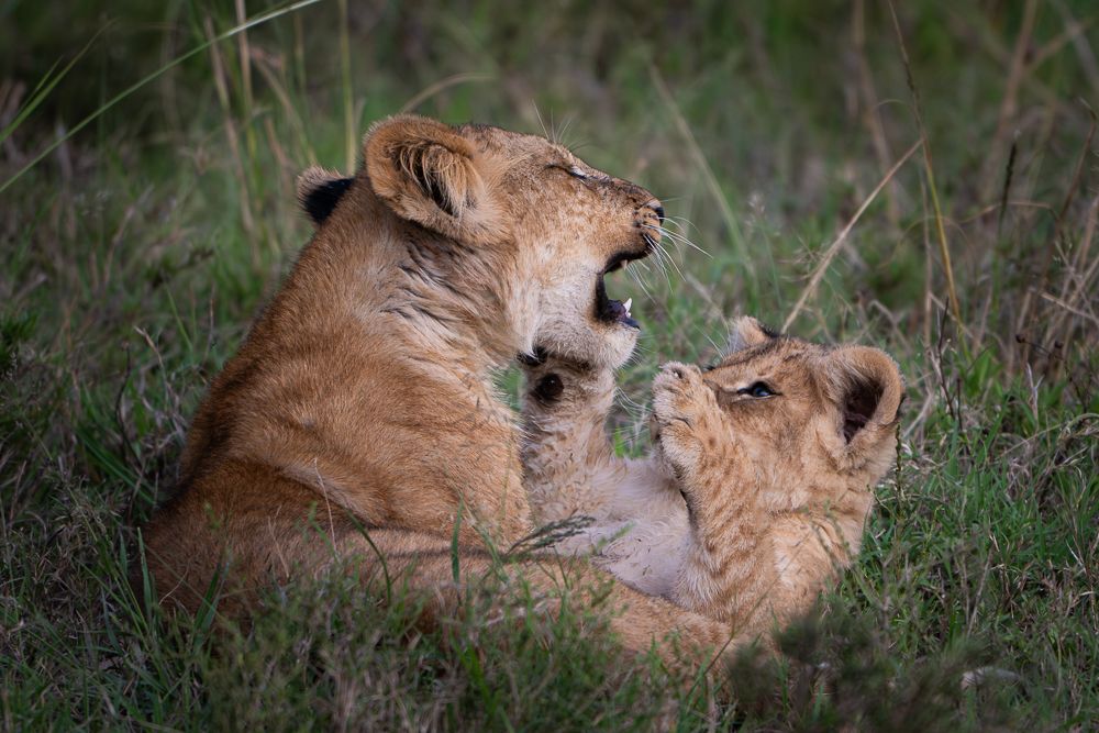 О всех созданиях больших и малых (с) 10 дней сафари в Масаи Мара (резерв и частные заповедники) О всех созданиях больших и малых (с) 10 дней сафари в Масаи Мара (резерв и частные заповедники)
