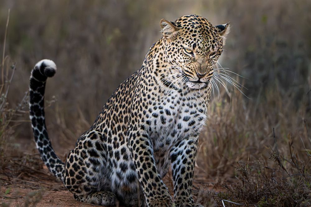 В поисках Багиры... то есть черного леопарда Гизы (5 дневное сафари в Лайкипии, Кения)