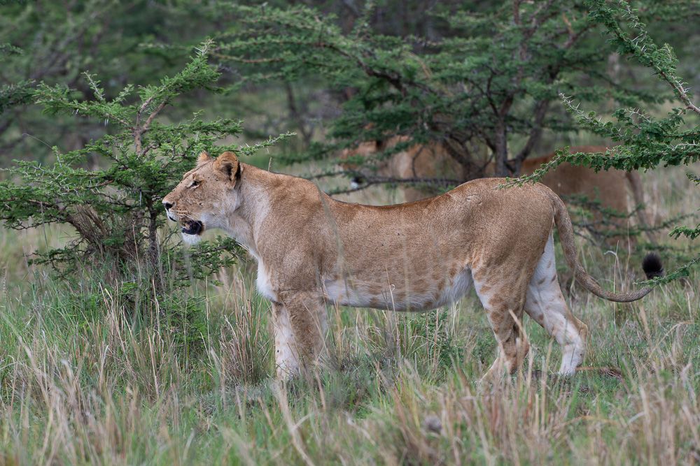 О всех созданиях (с) 10 дней в Масаи Мара (резерв и частные заповедники)