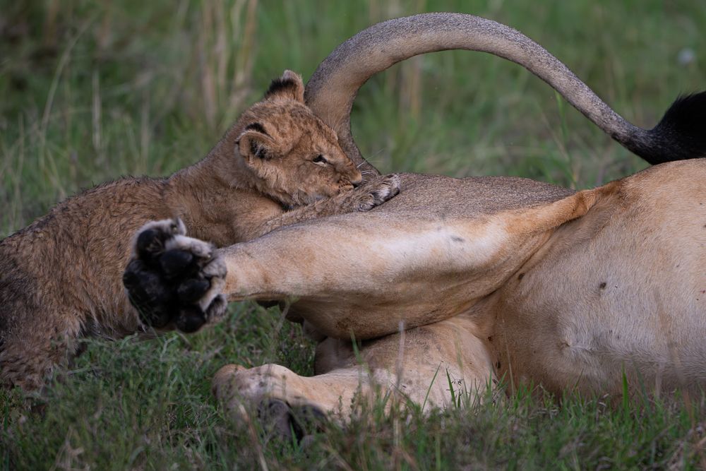 О всех созданиях больших и малых (с) 10 дней сафари в Масаи Мара (резерв и частные заповедники) О всех созданиях больших и малых (с) 10 дней сафари в Масаи Мара (резерв и частные заповедники)