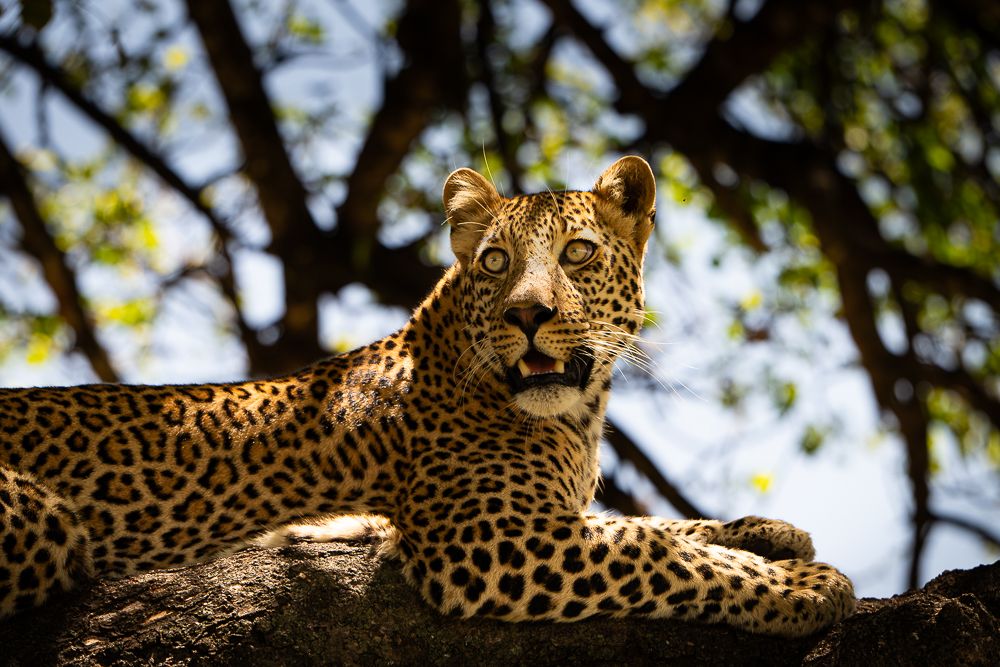 О всех созданиях больших и малых (с) 10 дней сафари в Масаи Мара (резерв и частные заповедники) О всех созданиях больших и малых (с) 10 дней сафари в Масаи Мара (резерв и частные заповедники)