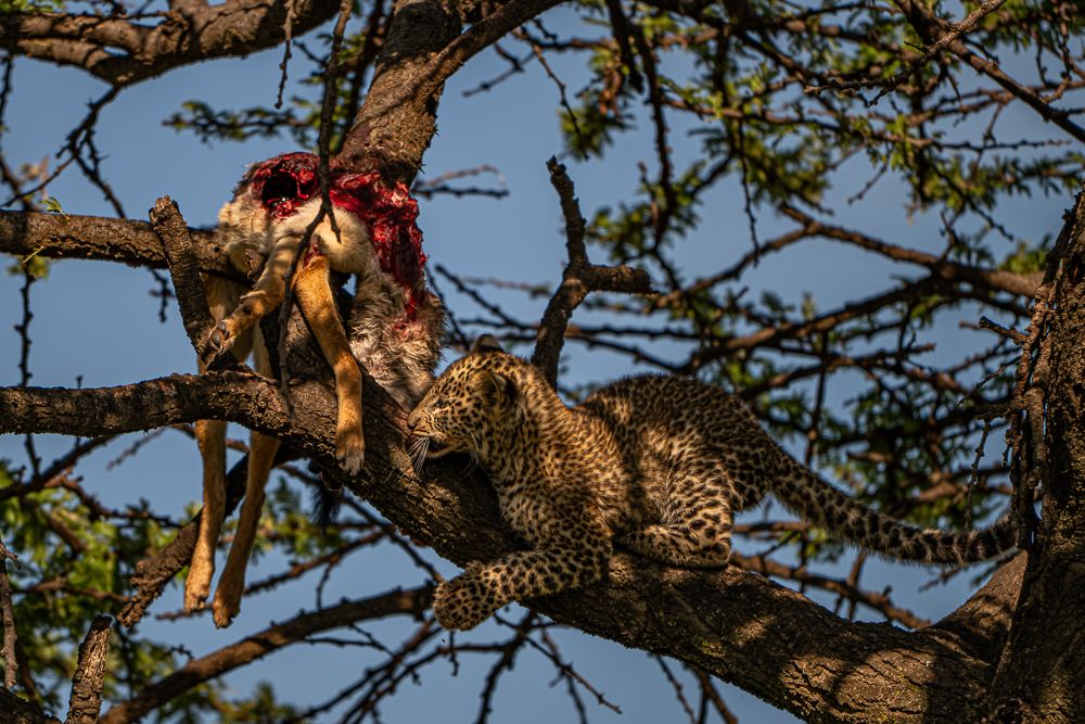 О всех созданиях (с) 10 дней в Масаи Мара (резерв и частные заповедники) О всех созданиях (с) 10 дней в Масаи Мара (резерв и частные заповедники)