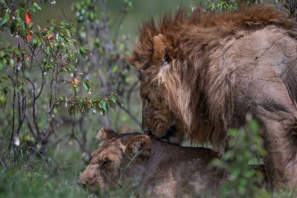 О всех созданиях (с) 10 дней в Масаи Мара (резерв и частные заповедники)