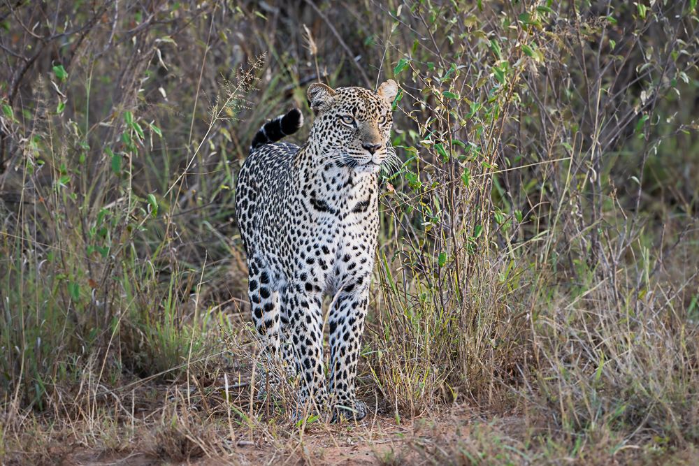 В поисках Багиры... то есть черного леопарда Гизы (5 дневное сафари в Лайкипии, Кения)