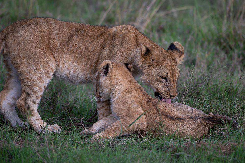 О всех созданиях больших и малых (с) 10 дней сафари в Масаи Мара (резерв и частные заповедники) О всех созданиях больших и малых (с) 10 дней сафари в Масаи Мара (резерв и частные заповедники)