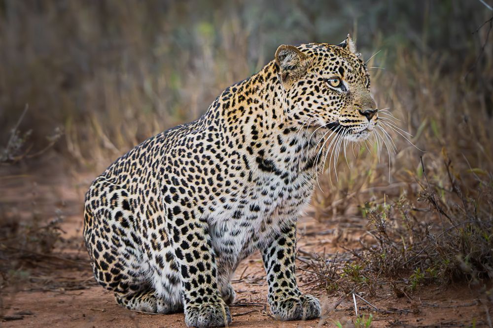 В поисках Багиры... то есть черного леопарда Гизы (5 дневное сафари в Лайкипии, Кения)