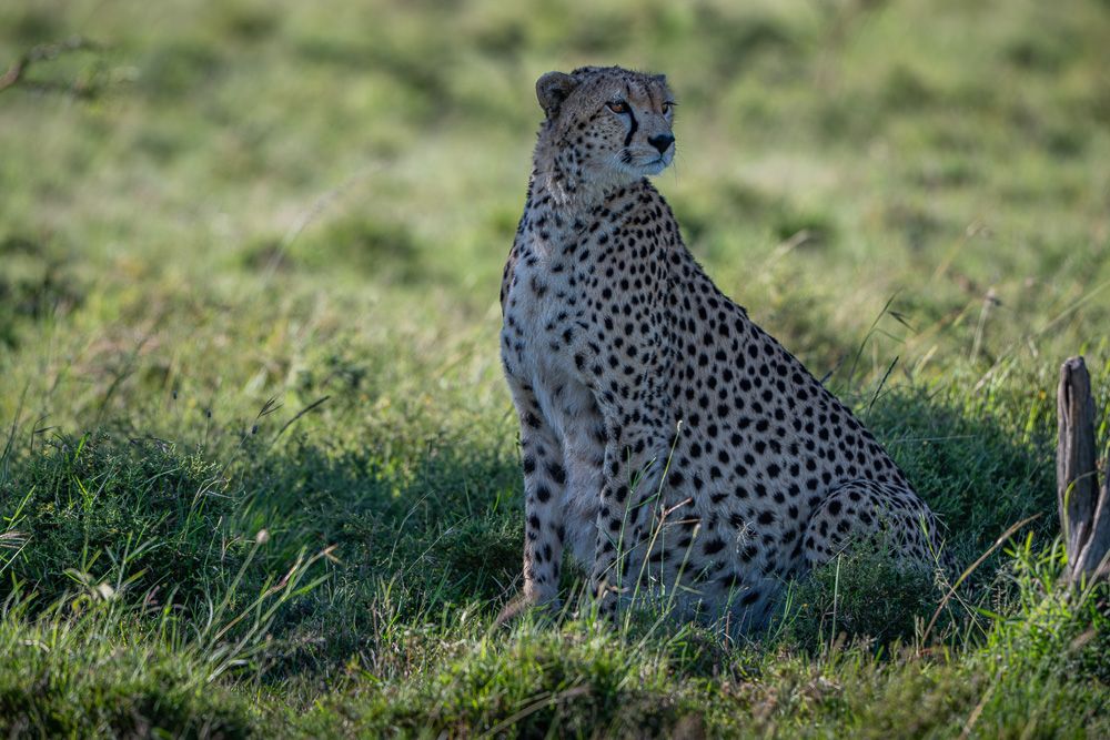О всех созданиях (с) 10 дней в Масаи Мара (резерв и частные заповедники) О всех созданиях (с) 10 дней в Масаи Мара (резерв и частные заповедники)