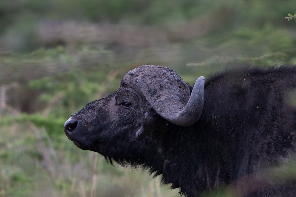 О всех созданиях (с) 10 дней в Масаи Мара (резерв и частные заповедники)