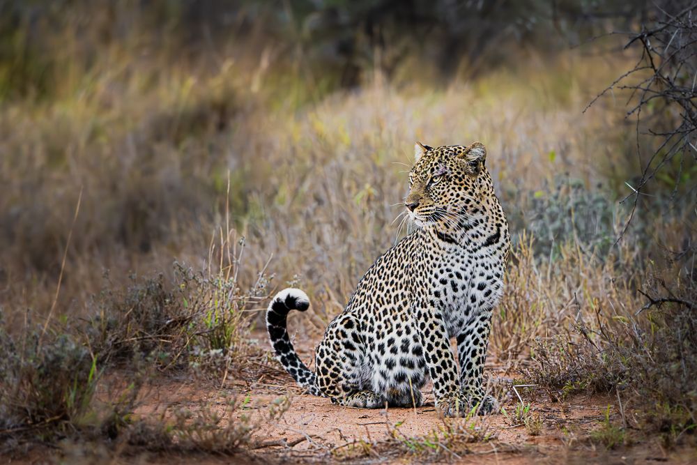 В поисках Багиры... то есть черного леопарда Гизы (5 дневное сафари в Лайкипии, Кения)