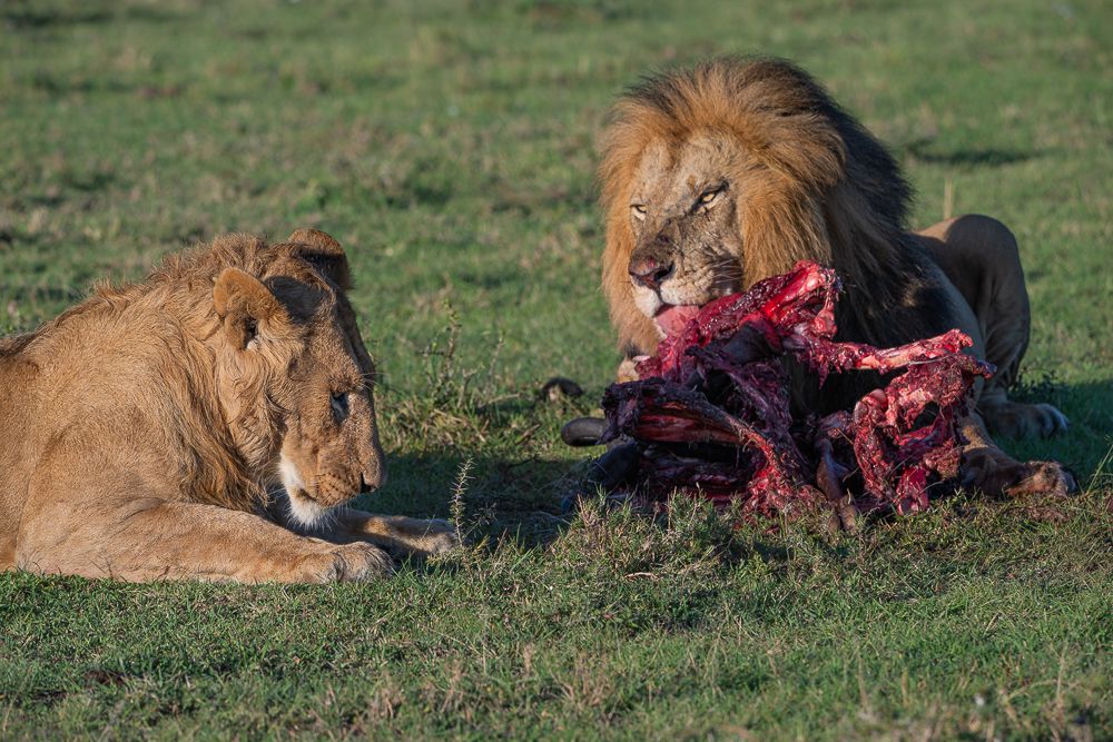 О всех созданиях больших и малых (с) 10 дней сафари в Масаи Мара (резерв и частные заповедники) О всех созданиях больших и малых (с) 10 дней сафари в Масаи Мара (резерв и частные заповедники)