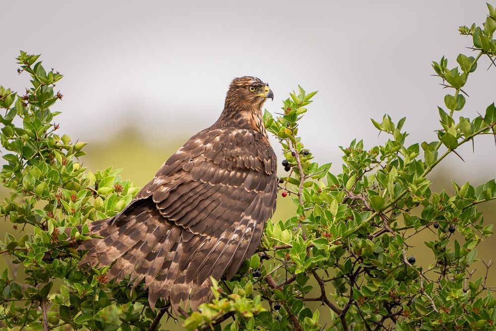 В поисках Багиры... то есть черного леопарда Гизы (5 дневное сафари в Лайкипии, Кения)
