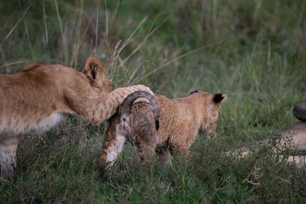 О всех созданиях больших и малых (с) 10 дней сафари в Масаи Мара (резерв и частные заповедники) О всех созданиях больших и малых (с) 10 дней сафари в Масаи Мара (резерв и частные заповедники)