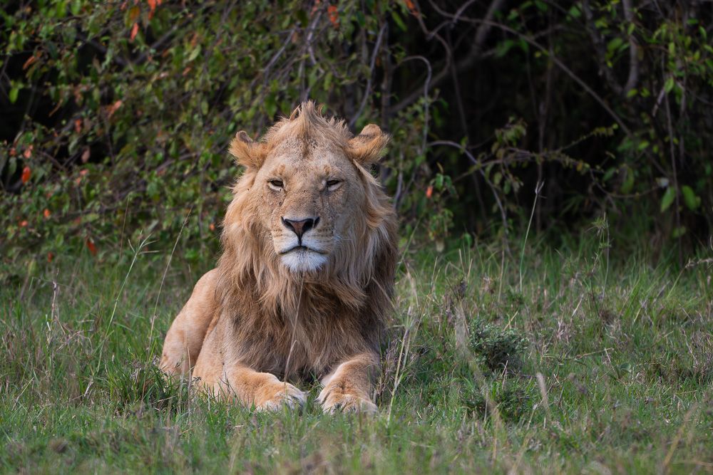 О всех созданиях (с) 10 дней в Масаи Мара (резерв и частные заповедники)