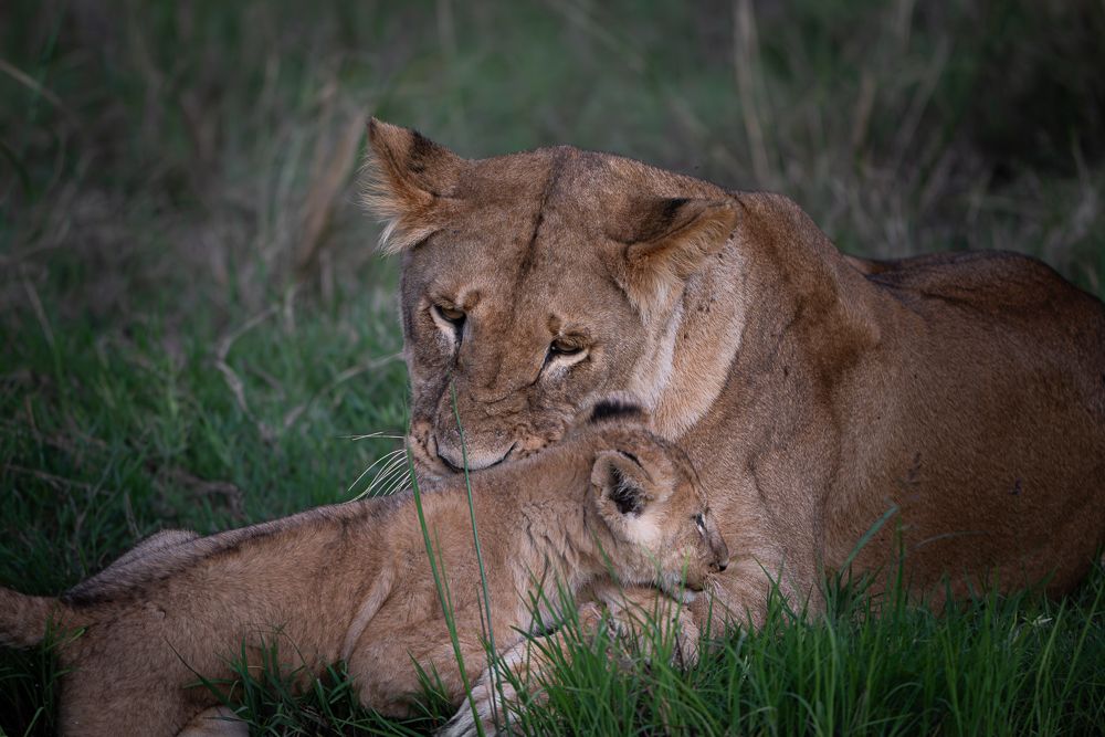 О всех созданиях больших и малых (с) 10 дней сафари в Масаи Мара (резерв и частные заповедники) О всех созданиях больших и малых (с) 10 дней сафари в Масаи Мара (резерв и частные заповедники)