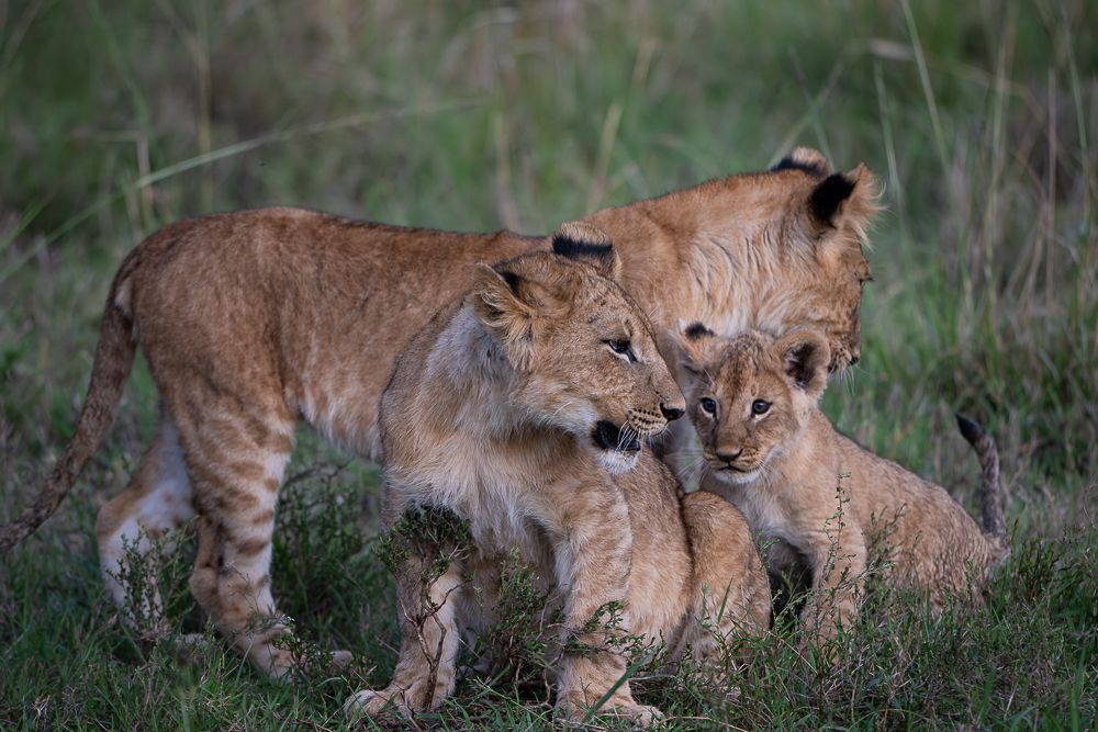 О всех созданиях больших и малых (с) 10 дней сафари в Масаи Мара (резерв и частные заповедники) О всех созданиях больших и малых (с) 10 дней сафари в Масаи Мара (резерв и частные заповедники)