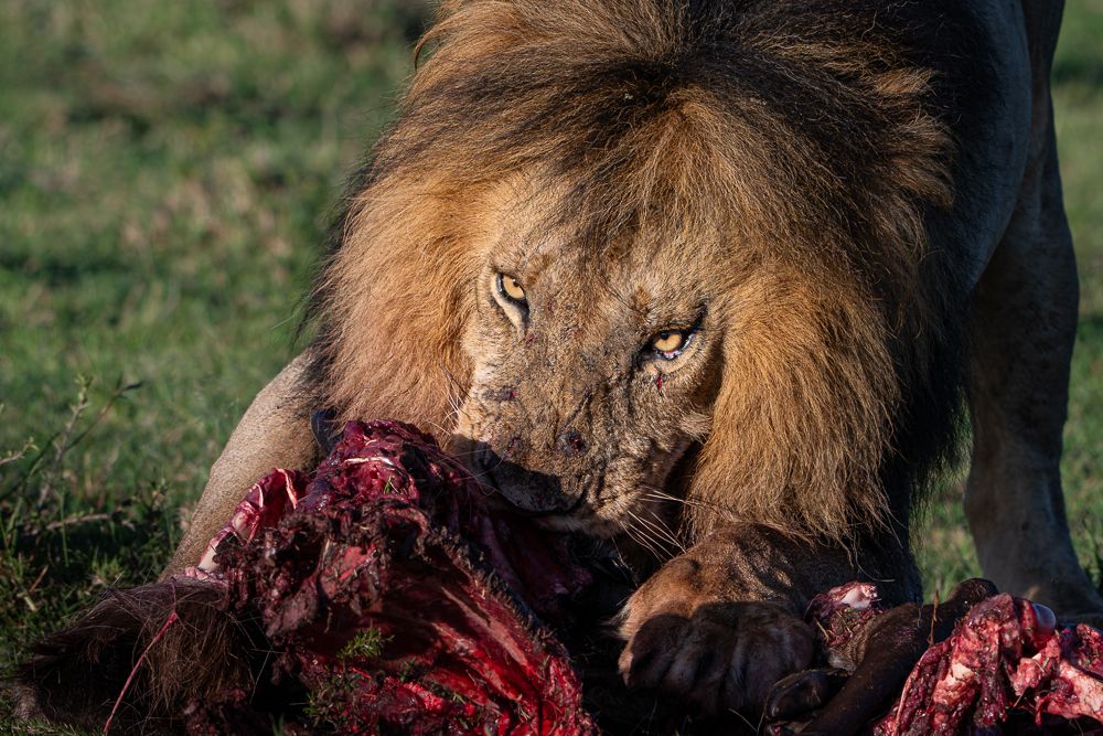 О всех созданиях больших и малых (с) 10 дней сафари в Масаи Мара (резерв и частные заповедники) О всех созданиях больших и малых (с) 10 дней сафари в Масаи Мара (резерв и частные заповедники)
