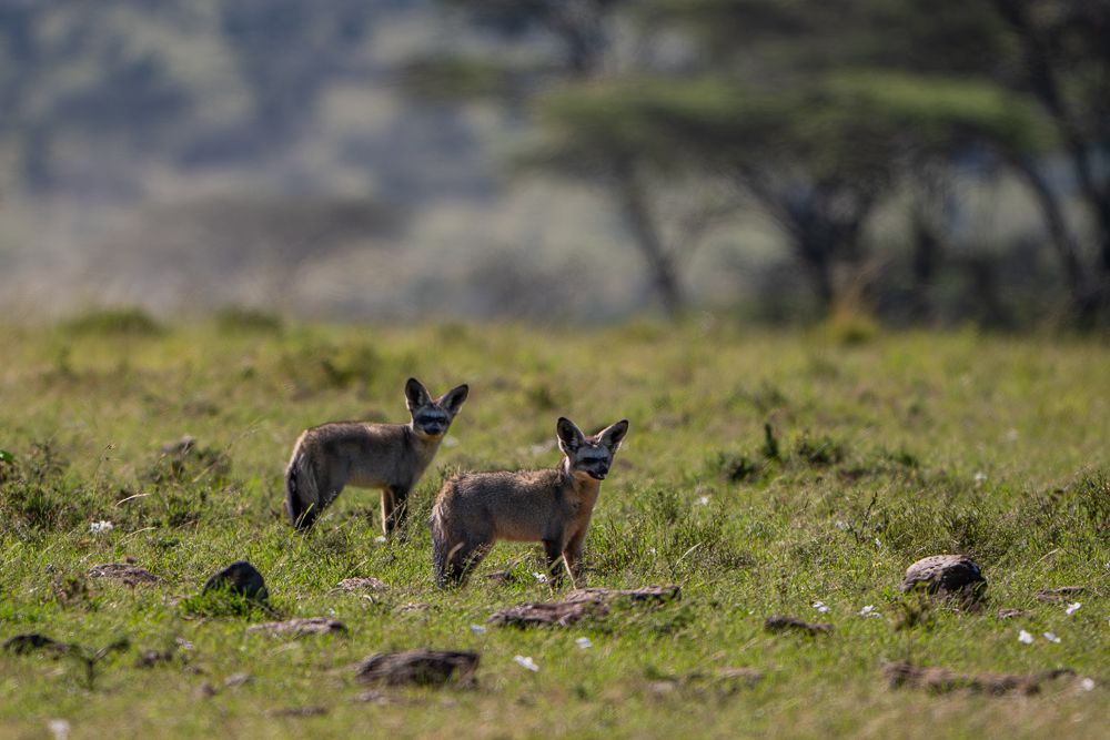 О всех созданиях (с) 10 дней в Масаи Мара (резерв и частные заповедники)